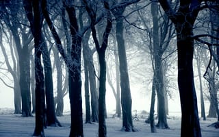 Картинка зима, иний, снег, деревья, Природа
