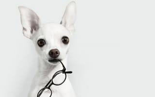 Картинка Собака, мордочка, взгляд, уши, очки