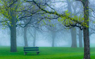 Картинка ветки, природа, туман, трава, парк