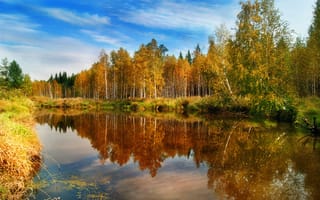 Картинка лес, отражения, осень, вода, природа