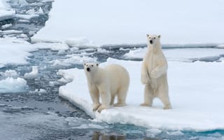 Картинка медведи, белые, арктика