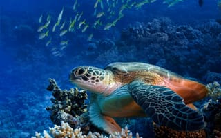 Обои подводный мир, черепаха, рыбки, риф
