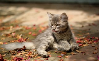 Картинка котенок, серый, листья