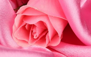 Картинка роза, розовая