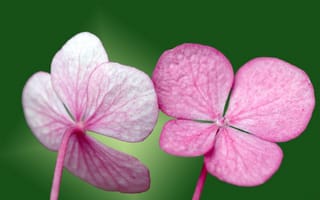 Картинка маленькие цветочка, розовые лепесточки, зелень