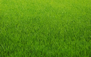 Картинка зелень, трава, цвет, газон, текстура