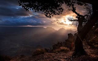 Картинка штат аризона, дерево, гранд каньон