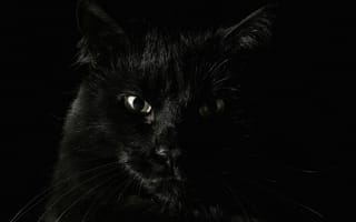 Картинка кот, серьезный, черная шерсть