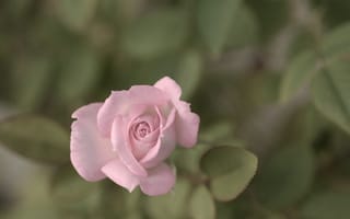 Картинка Роза, цветок, лепестки, листья, розовая, бутон