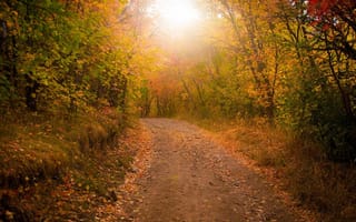 Картинка осень, деревья, листва, Лес, дорога, листья