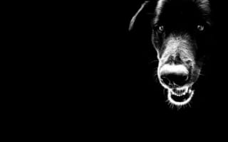 Картинка милая морда, черный пес, лапа
