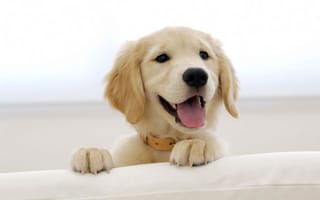 Картинка улыбка, белый пес, довольная мордашка