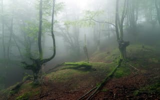 Обои деревья, туман, природа, Лес