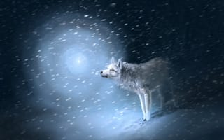 Картинка следы, снег, Волк, метель, свет