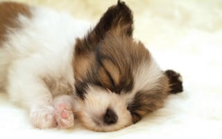 Картинка щенок, милая кроха, сладкий сон
