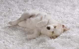 Картинка щенок, белая шерсть, белоснежное покрывало