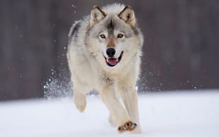 Картинка скорость, снег, зима, белый волк
