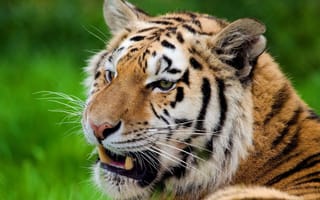 Картинка Тигр, смотрит, полоски, усы, отдых, морда
