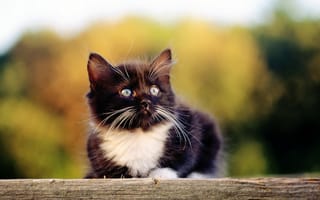 Обои котенок, киска, Cat, кот, котэ, киса, черный, кошка