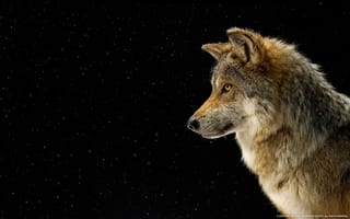 Картинка звездное небо, серый зверь, волк