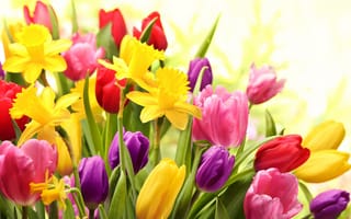 Картинка тюльпан, нарцысс, радость, краски, весна, разноцветность