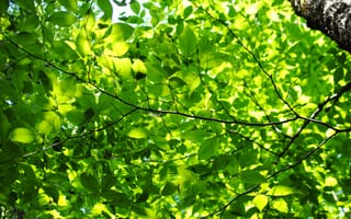 Картинка листья, ветки, зелень, дерево, свет, хлорофилл