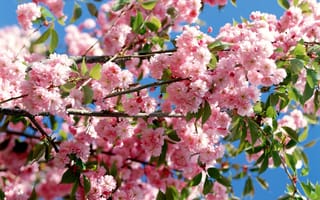 Картинка сакура, розовые цветочки, весна, япония, розовый, цветение, цвет сакуры, цветущее дерево, цветы, ветви, дерево, ветки, листья