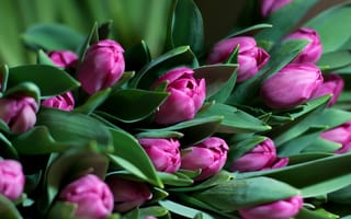 Картинка тюльпан, свежесть, букет, тюльпаны, цветы, весна, зелень, листья, фиолетовые цветы