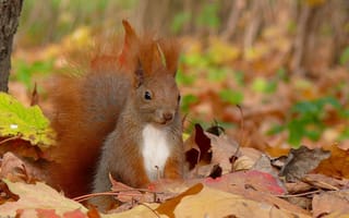 Обои squirrel, листья, Белка, осень