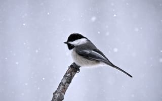 Картинка ветка, зима, минимализм, синица, Птица, снег
