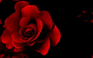 Картинка красная роза, чёрный