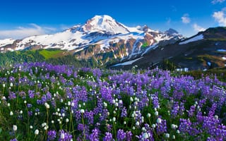 Картинка горы, природа, цветы
