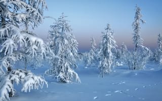 Картинка снег, trees in snow, Зима, лес, природа, winter