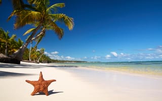 Картинка морская звезда, Тропики, море, пальма, пляж