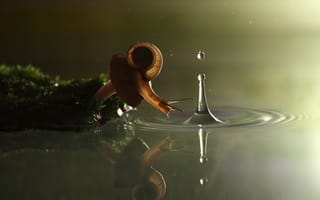 Картинка гриб, всплеск, Vadim trunov photographer, улитка, вода, мох