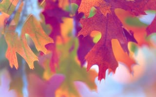 Обои Макро, осень, листва, краски