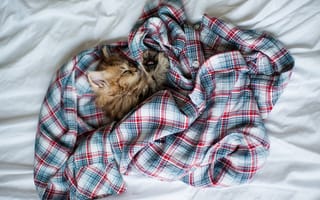 Картинка рубашка, Кошка, сон, котенок, daisy, одежда, спит, ben torode