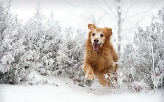 Картинка друг, Собака, зима
