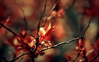 Обои весна, ветки, Макро, листва