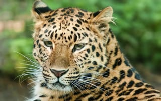 Картинка Леопард, хищник, покой, морда, усы, кошка, взгляд