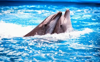 Картинка дельфины, бассейн, пара, Вода, пена, дельфинарий