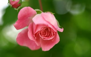 Картинка цветок, бутон, природа, зелень, розовая, лепестки, Роза