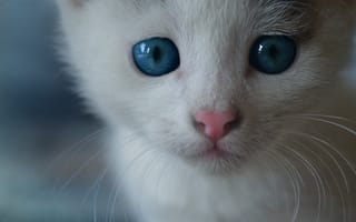Обои мордочка, Котёнок, кошка, морда, усы, кот, голубые глаза