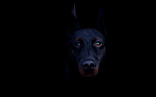 Картинка собака, черный, доберман, порода, черно-подпалый, пес, взгляд, животное