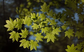 Картинка Макро, природа, листва, ветка