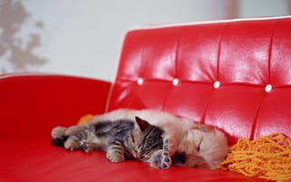 Картинка диван, Собачка, котенок
