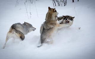 Картинка Зима, волки, борьба, снег