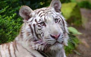 Обои Тигр, хищник, морда, белый, white tiger