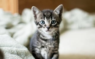 Картинка Котенок, серый, взгляд, cat