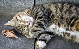 Картинка серый, кот, Кошка, полосатый, отдых, спит